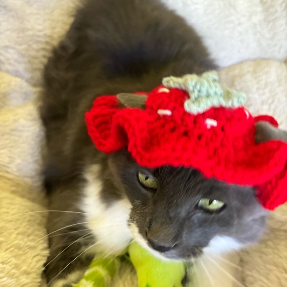 HANDMADE cat bonet bucket hat for cats cat accessories - Picture 7 of 12